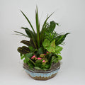 Dish Garden - Classic