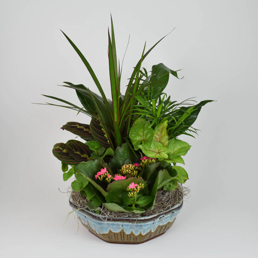 Dish Garden - Classic